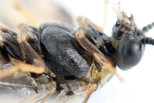 Réf. 340 915 : Pristiphora maesta