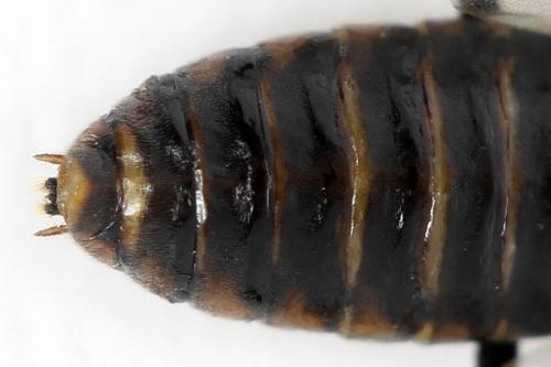 Pristiphora maesta
