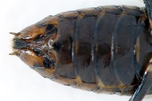 Pristiphora maesta