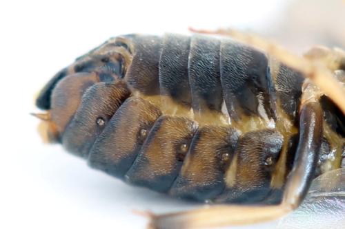 Réf. 340 880 : Pristiphora maesta