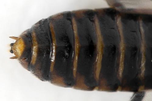 Réf. 340 882 : Pristiphora maesta