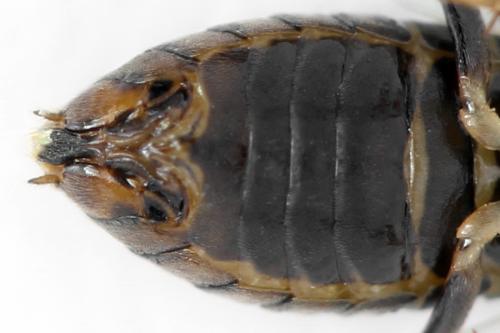 Réf. 340 883 : Pristiphora maesta