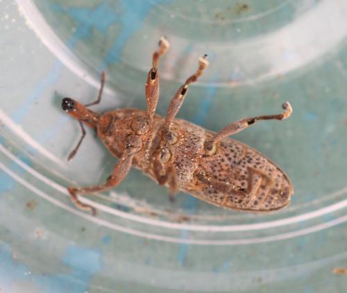 Lixus sp.