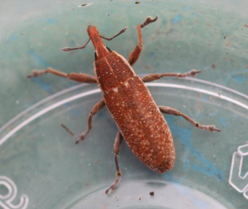 Lixus sp.