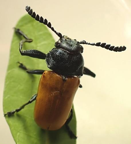 Réf. 340 446 : Labidostomis taxicornis