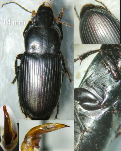Réf. 340 358 : Harpalus cupreus