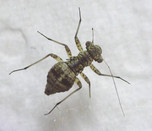 Mesopsocus sp.