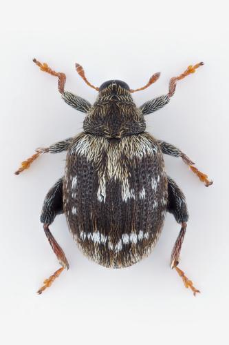 Orchestes hortorum