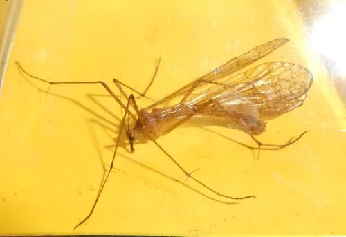Réf. 340 490 : Bittacus hageni