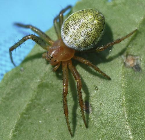 Araniella sp.