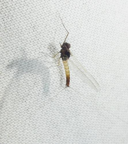 Réf. 340 238 : Baetinae inconnu
