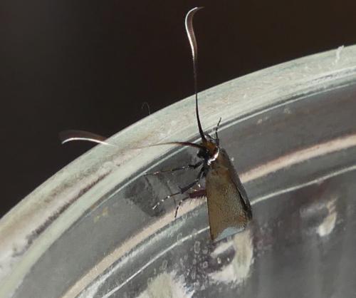 Adela reaumurella