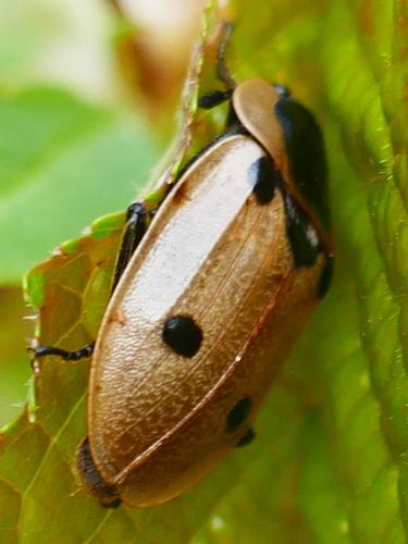 Réf. 340 040 : Dendroxena quadrimaculata