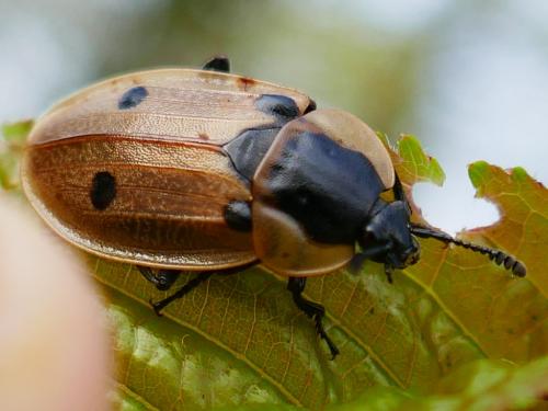 Réf. 340 041 : Dendroxena quadrimaculata