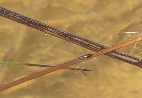 Aphanisticus elongatus