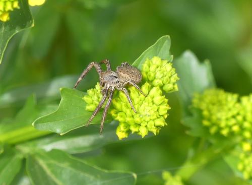 Réf. 340 196 : Xysticus sp.