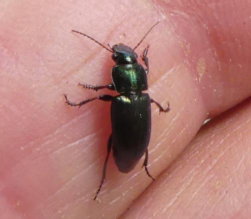 Réf. 340 552 : Harpalus distinguendus
