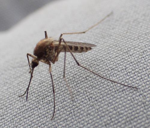 Réf. 340 438 : Culex pipiens