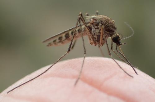 Réf. 340 439 : Culex pipiens