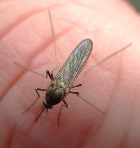 Réf. 340 440 : Culex pipiens