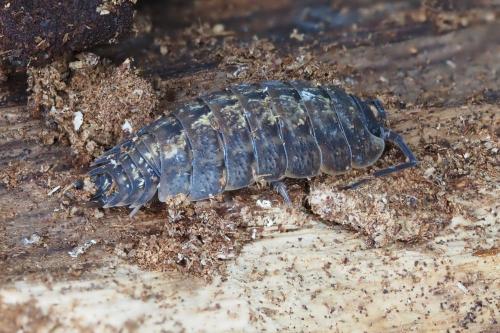 Porcellio monticola