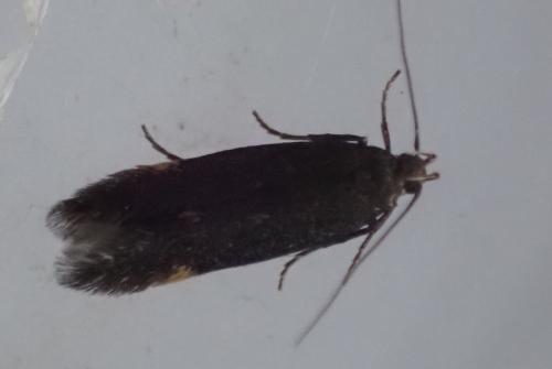 Réf. 340 572 : Oxypteryx immaculatella