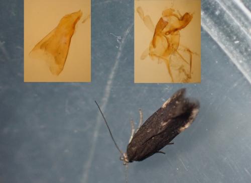 Réf. 340 573 : Oxypteryx immaculatella