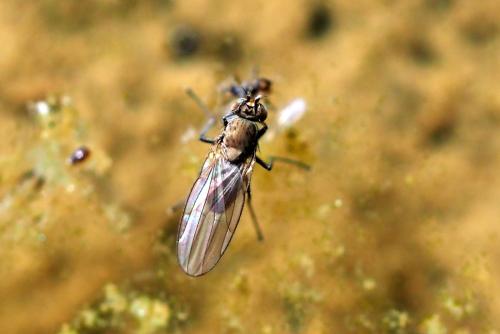 Hydrellia sp.