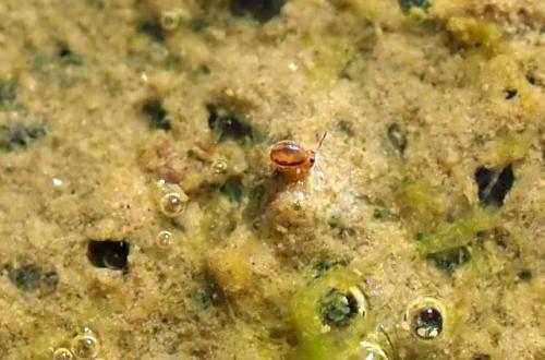 Sminthurides malmgreni