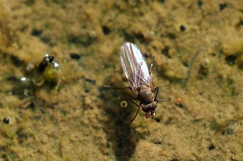 Hydrellia sp.