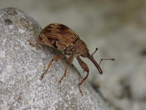 Réf. 340 512 : Anthonomus rectirostris