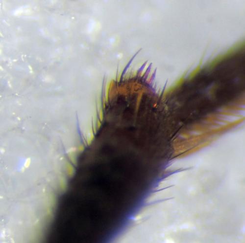 Nomada leucophthalma