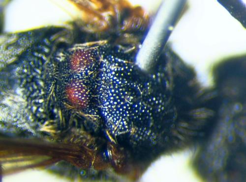 Réf. 340 638 : Nomada leucophthalma