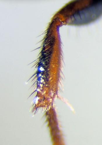 Réf. 340 635 : Nomada leucophthalma