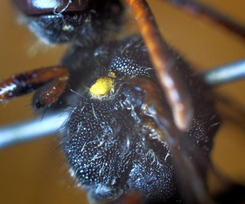 Réf. 340 642 : Nomada ferruginata