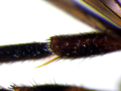 Réf. 340 641 : Nomada ferruginata