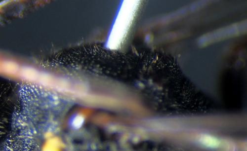 Nomada ferruginata