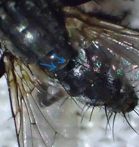 Phorocera obscura