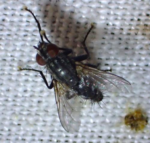 Phorocera obscura