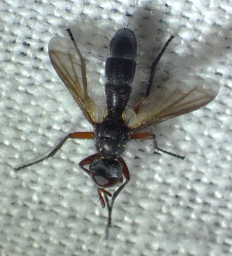 Réf. 340 415 : Cylindromyia rufipes
