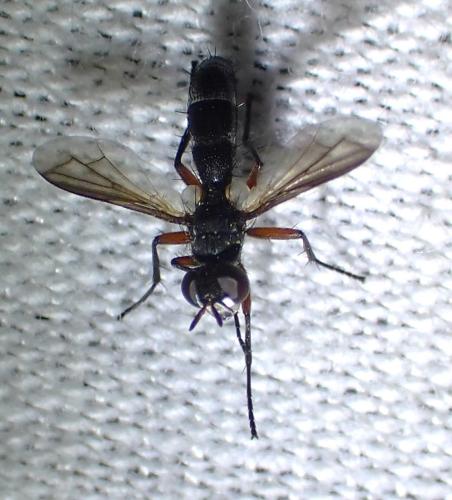 Cylindromyia rufipes