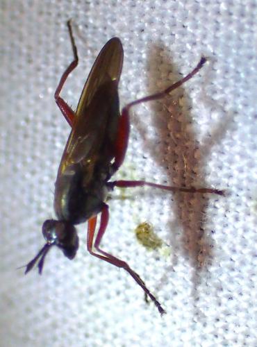 Réf. 340 420 : Sepedon sphegea