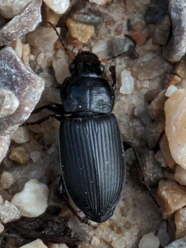 Réf. 340 262 : Anisodactylus binotatus