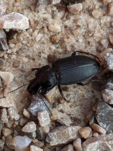 Anisodactylus binotatus