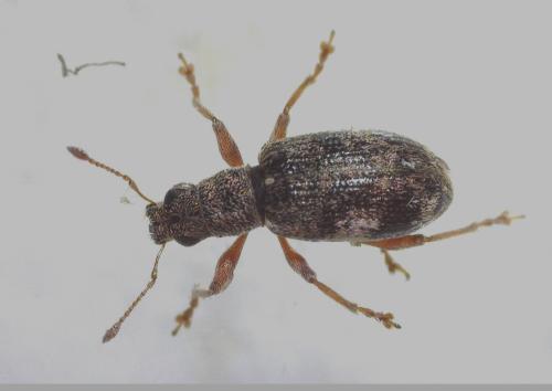 Réf. 340 107 : Polydrusus sparsus