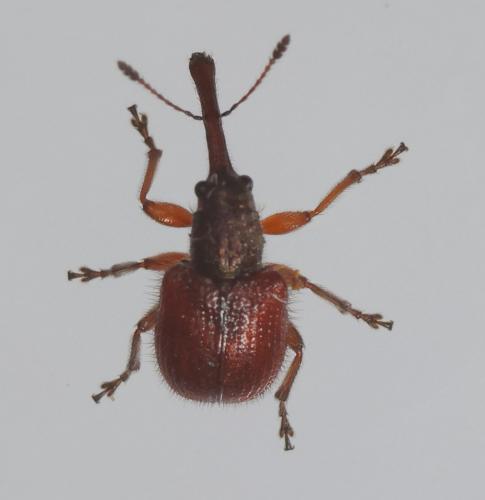 Tatianaerhynchites aequatus