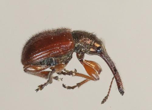 Tatianaerhynchites aequatus