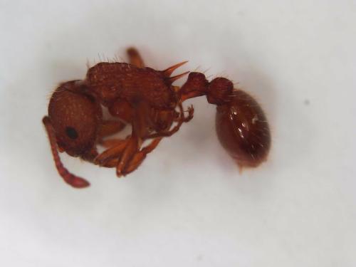 Myrmica sp.