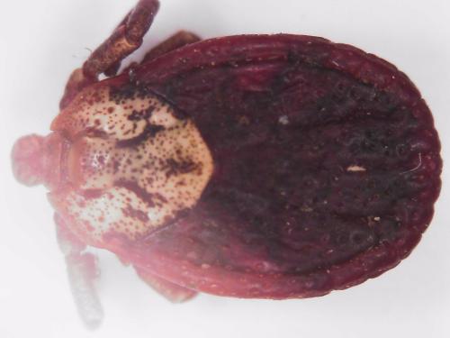Réf. 340 154 : Dermacentor sp.