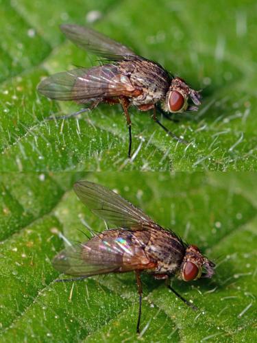 Réf. 340 192 : Siphona geniculata